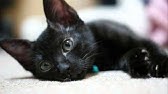 日本語版 黒ネコのタンゴ原曲 Volevo Un Gatto Nero Japanese Version Youtube 日本語版 黒ネコのタンゴ原曲 Volevo Un Gatto Nero Japanese Version Youtube