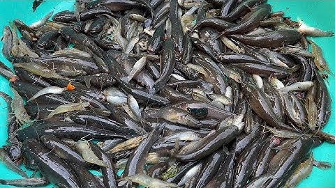 Bài mồi không tốn tiền đặc cá Bống Dừa dính thấy mà ham luôn | Cù Lao Dung Vlogs #364