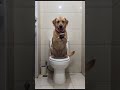 Cat and dog #funny #cat #dog #sora