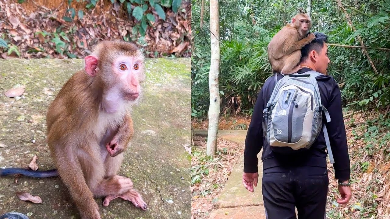 Dad was surprised to find Monkey Kaka walking in the forest.