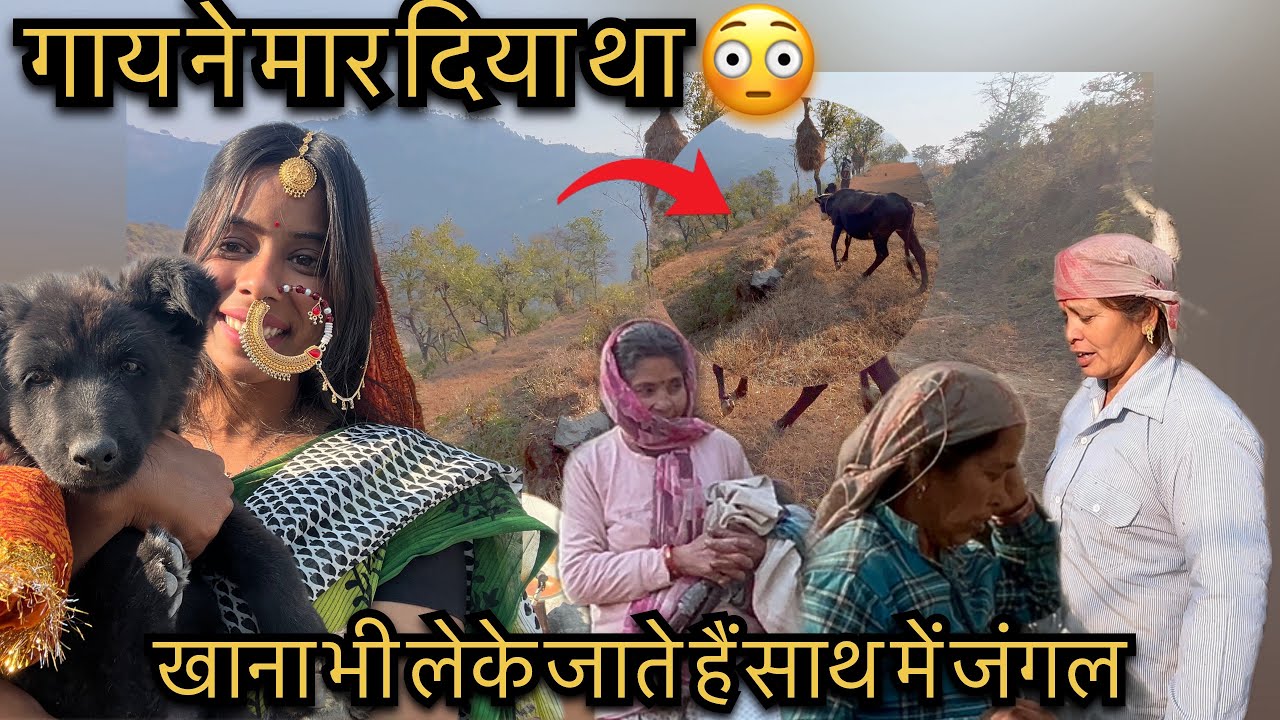 मुझे और चाची को गाय ने मार दिया था !😳घास के लिए गए 🌟chinu ki Tabiyt kharab ho gayi 😒
