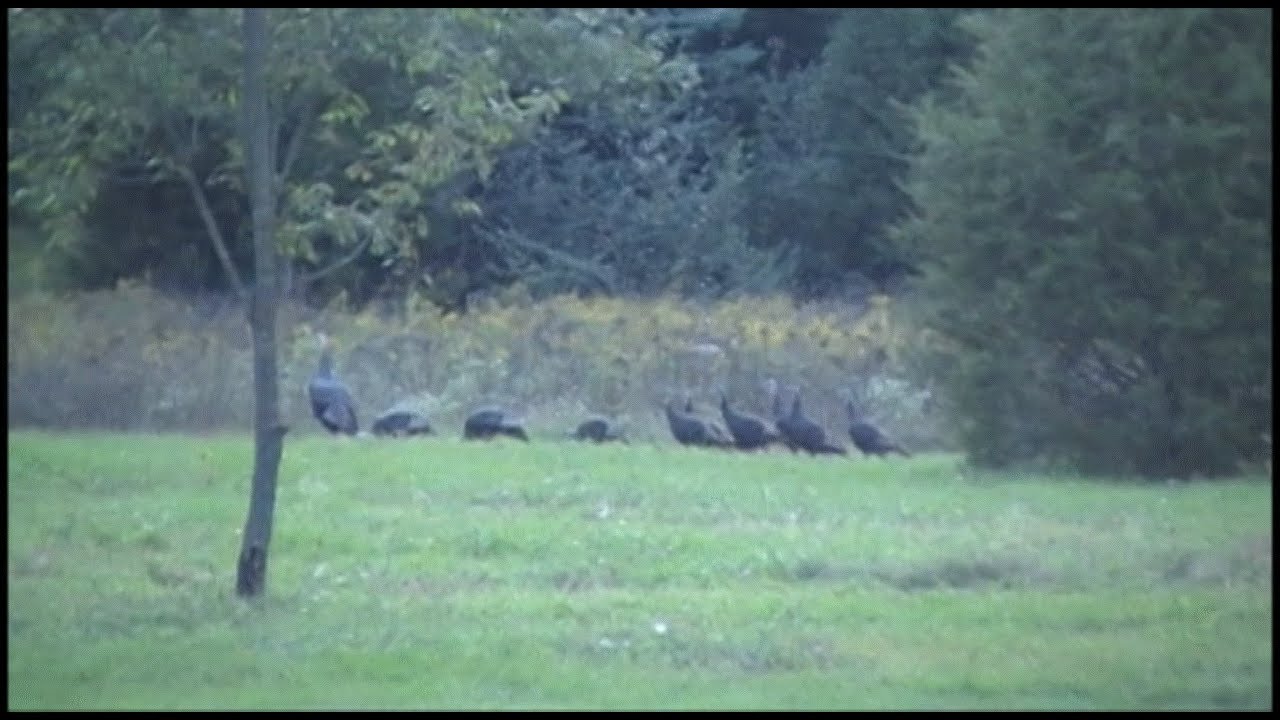 Do wild turkeys sleep in trees?