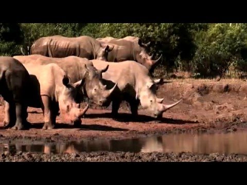 Video: S. Africa Rhino որսորդական աճուրդը հակասություններ է առաջացնում