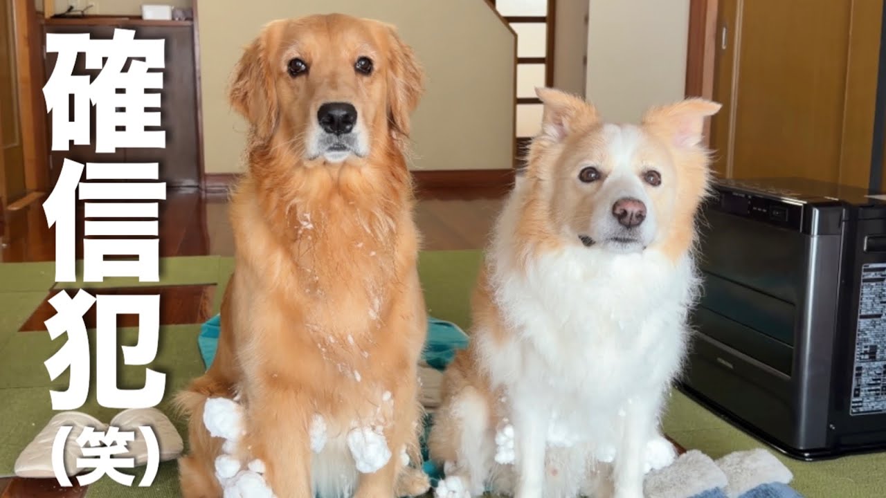 【犬と田舎暮らし】雪遊びに夢中でママを無視し続け、急に我に帰った犬がコチラです...w【ゴールデンレトリバー・ボーダーコリー】