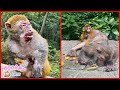 Broken Heart! How The Poor Monkeys Suffered?