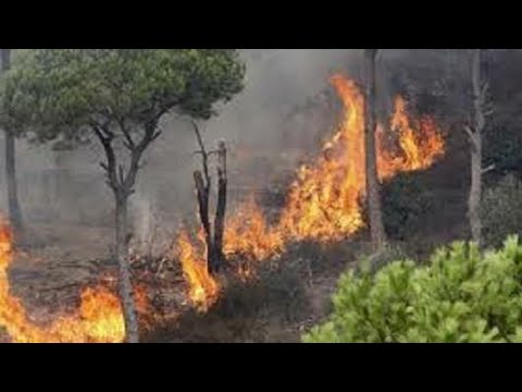 كارثة شاهد من يتسبب في حرائق الغابات في الجزائر Youtube