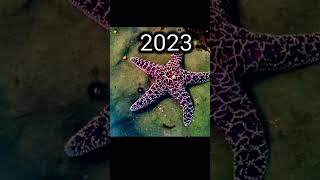 why starfish have no brain