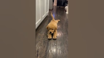 "When your dog is too lazy to go for a walk #dog #funny #shorts #animal