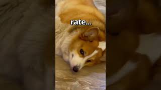 This Corgi's TRICK is UNBELIEVABLE  | Wholesome Animals