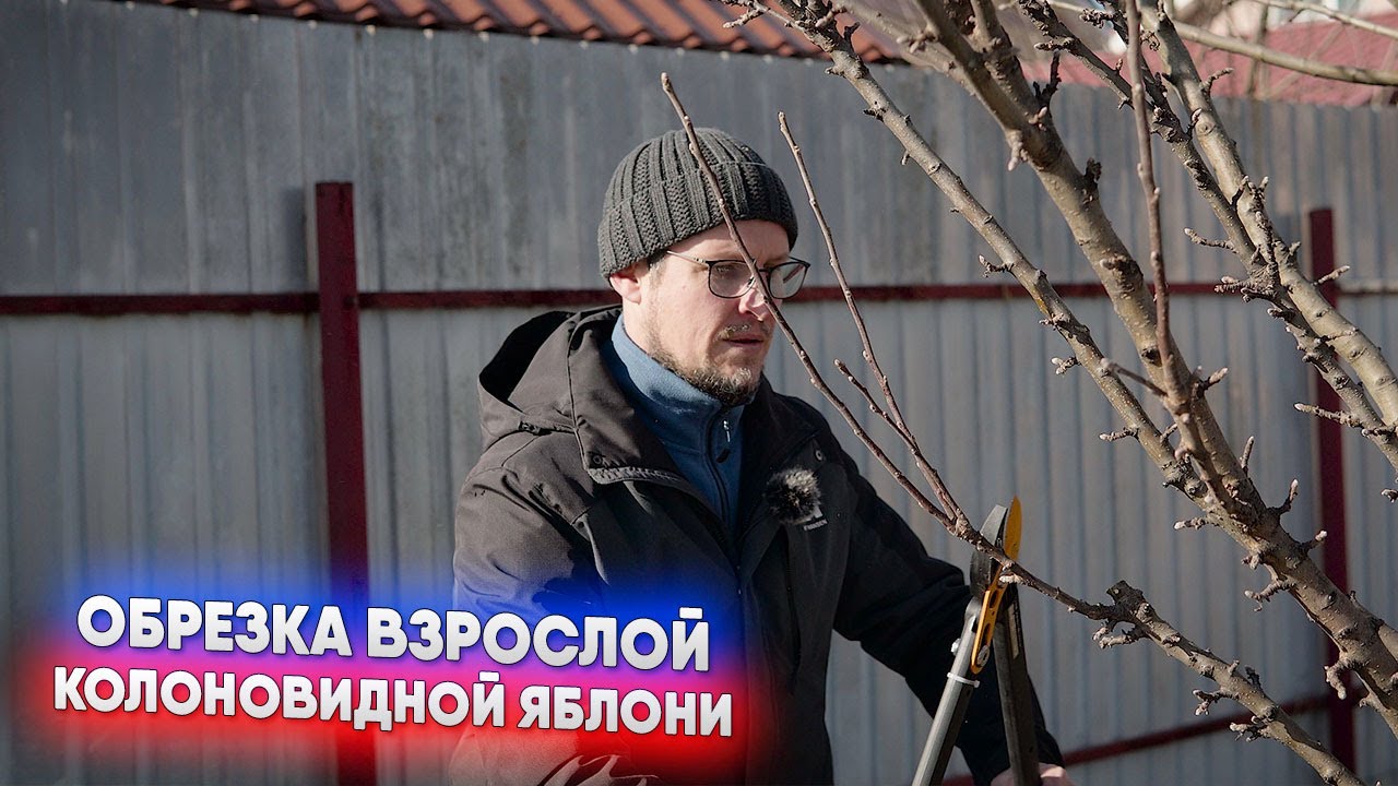 Обрезка взрослой колоновидной яблони