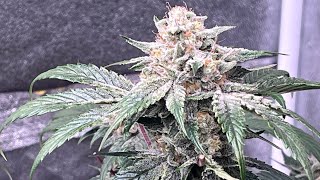 How to grow weed seed to harvest day 80 Aeque genetics autoflower indoor organic spider farmer