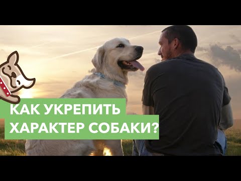 Видео: Советы по укреплению «пребывания» вашей собаки по команде