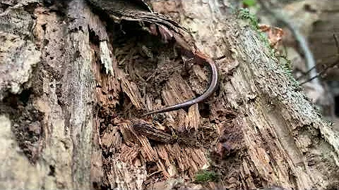 Salamander at Fred and Dorothy Meyer Nature Preserve