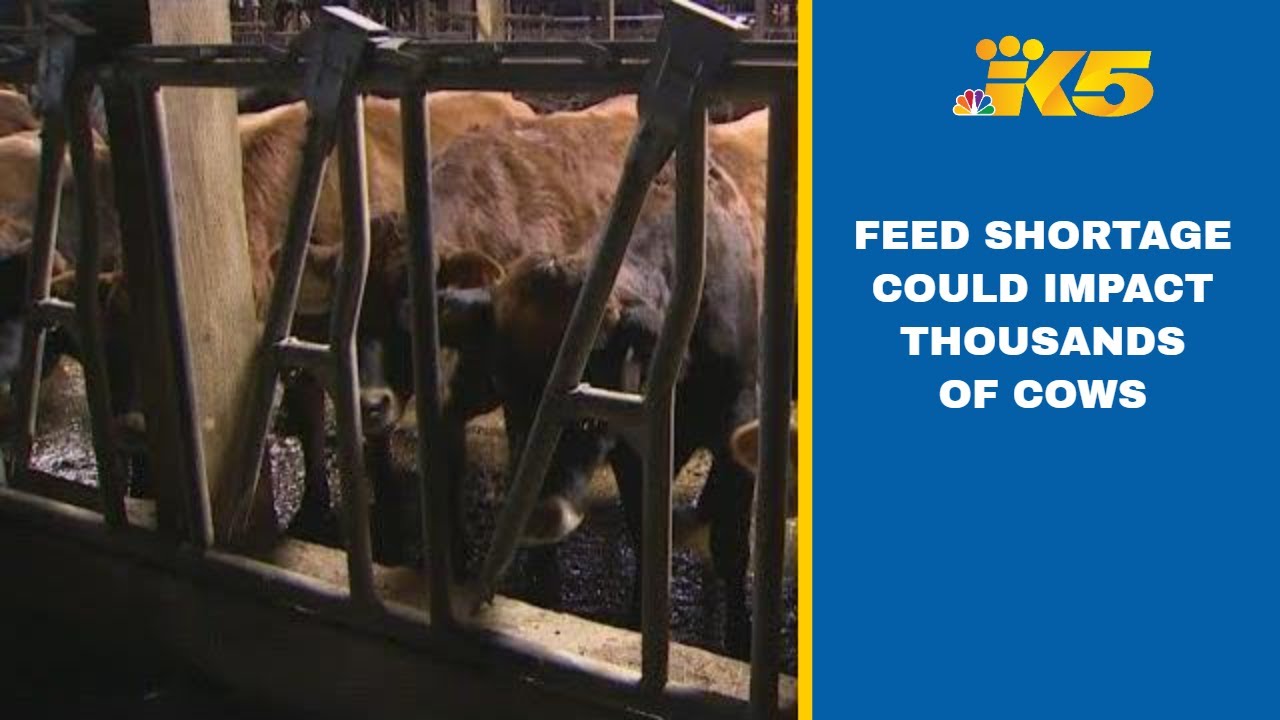 Dairy farmers threatened with feed shortages after flooding in Whatcom, Skagit counties