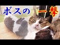やんちゃ猫チョビ吉、ついにボス猫を怒らせメガトンパンチを食らう! Chobi Cat finally got Boss Cat's megaton punch!!