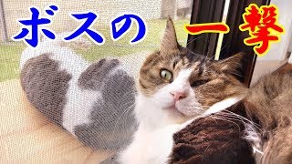 やんちゃ猫チョビ吉、ついにボス猫を怒らせメガトンパンチを食らう！　Boss cat megaton punch