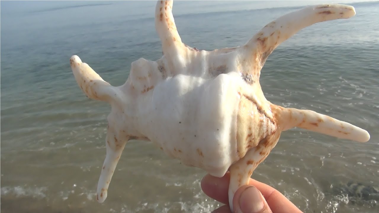 Walking on the beach, picking up shells and getting a super cute glass ...