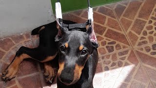 Krivi Boy Vlog is live!