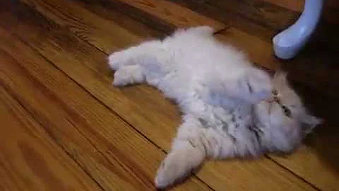 Video 519611: playful himalayan persian kittens, gardens cattery