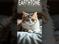 👉 Calm Nights for Anxious Cats 🌼 Healing Music for Sleep &amp; Relaxation #shorts #cats