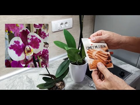 Orhideja - cimet prirodni fungicid