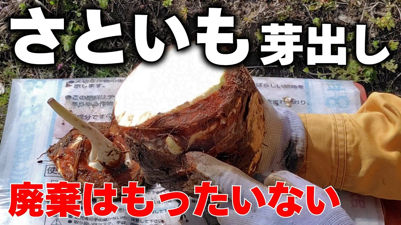 異常気象に勝つ？大雨と猛暑を乗り越える植え付け前の新常識