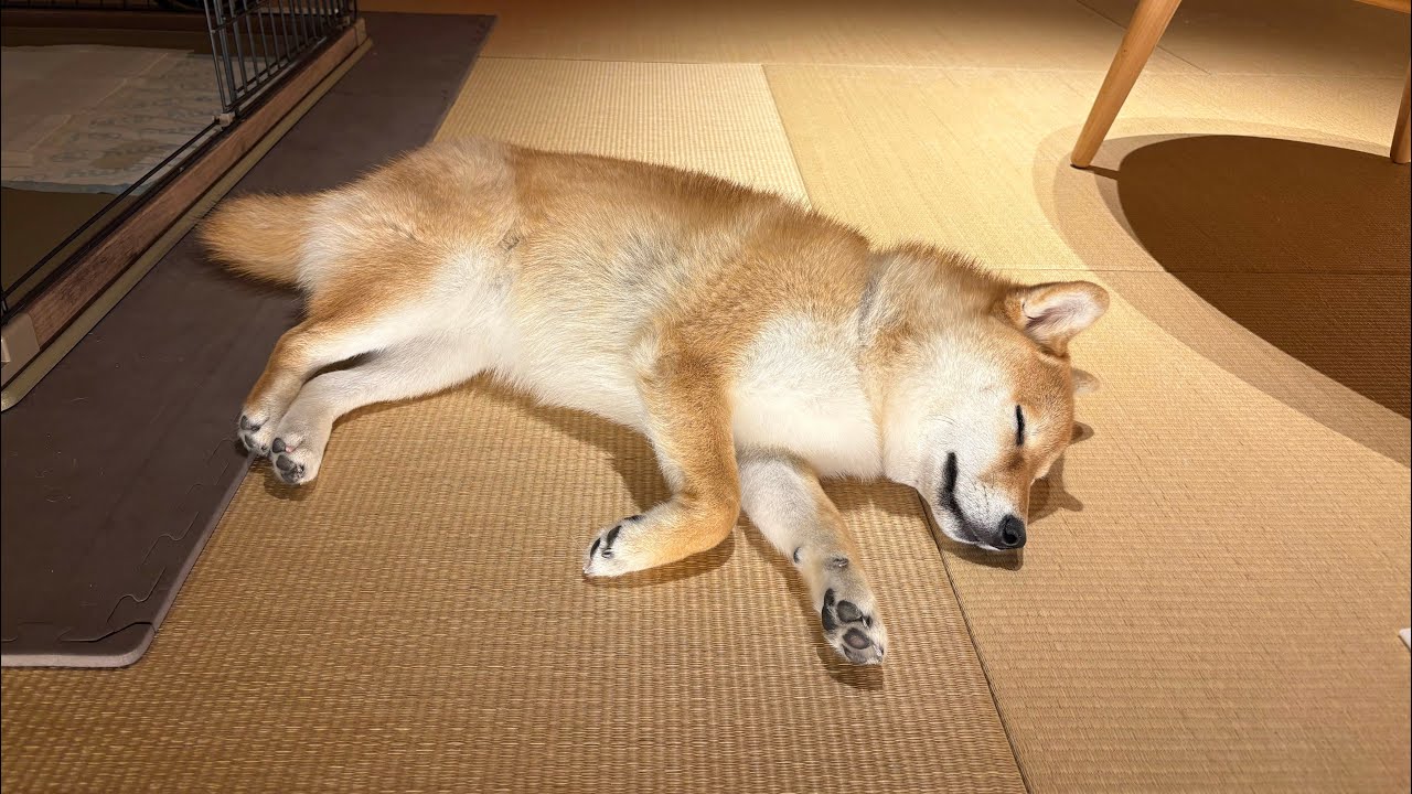 長崎旅行1日目、畳に落ちてる柴犬ふく