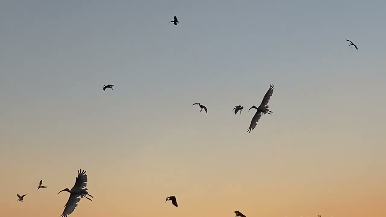 White Ibis, Ocean City Welcome Center, Ocean City, NJ, 09/15/2022