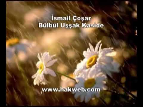 İsmail Coşar bülbül kasidesi