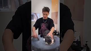 The daily cleaning and care of cats is one of the harshest in history            #cats #pets #aggres