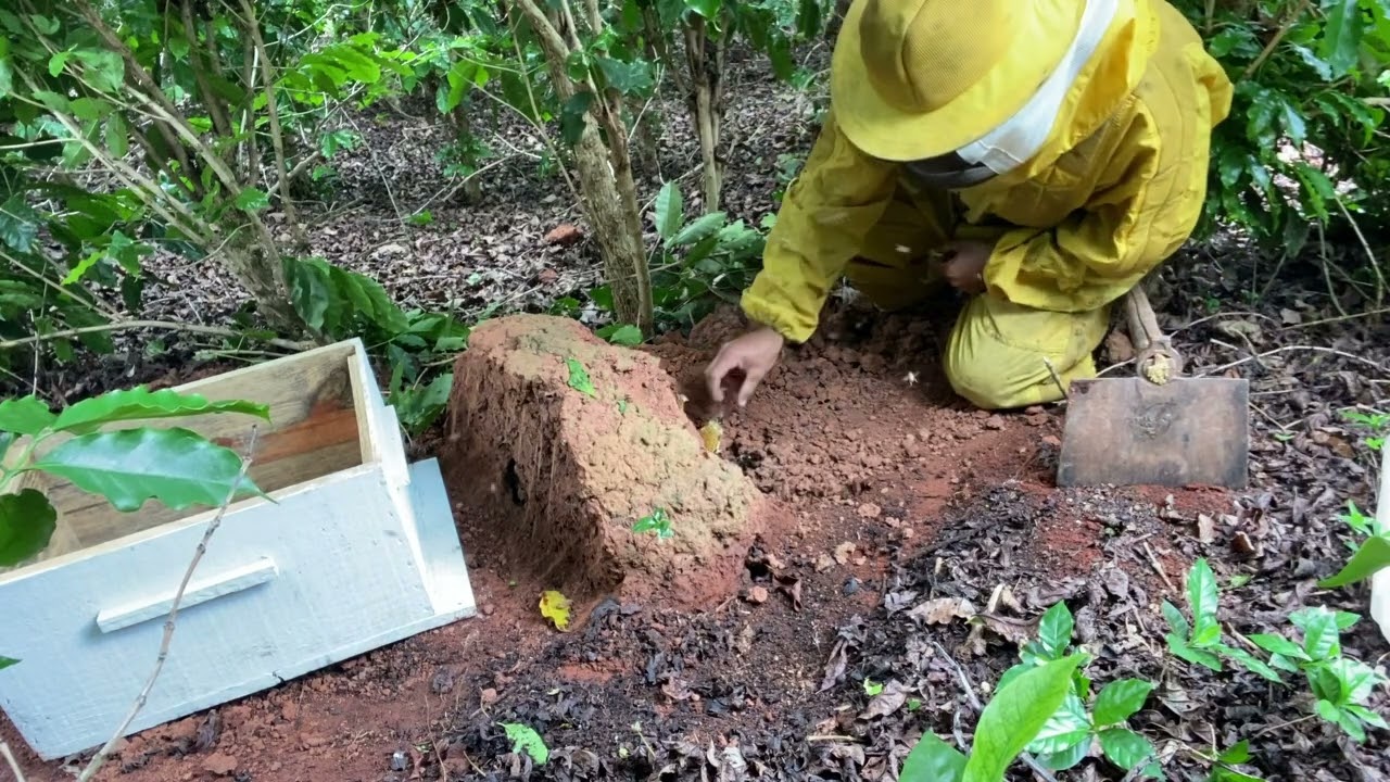 😳Fui chamado pra retirar uma colmeia do meio da lavoura de café elas atacaram os trabalhadores 🐝🐝
