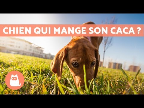 Vidéo: Raisons parfaitement pratiques pour lesquelles les chiens mangent leur propre vomi