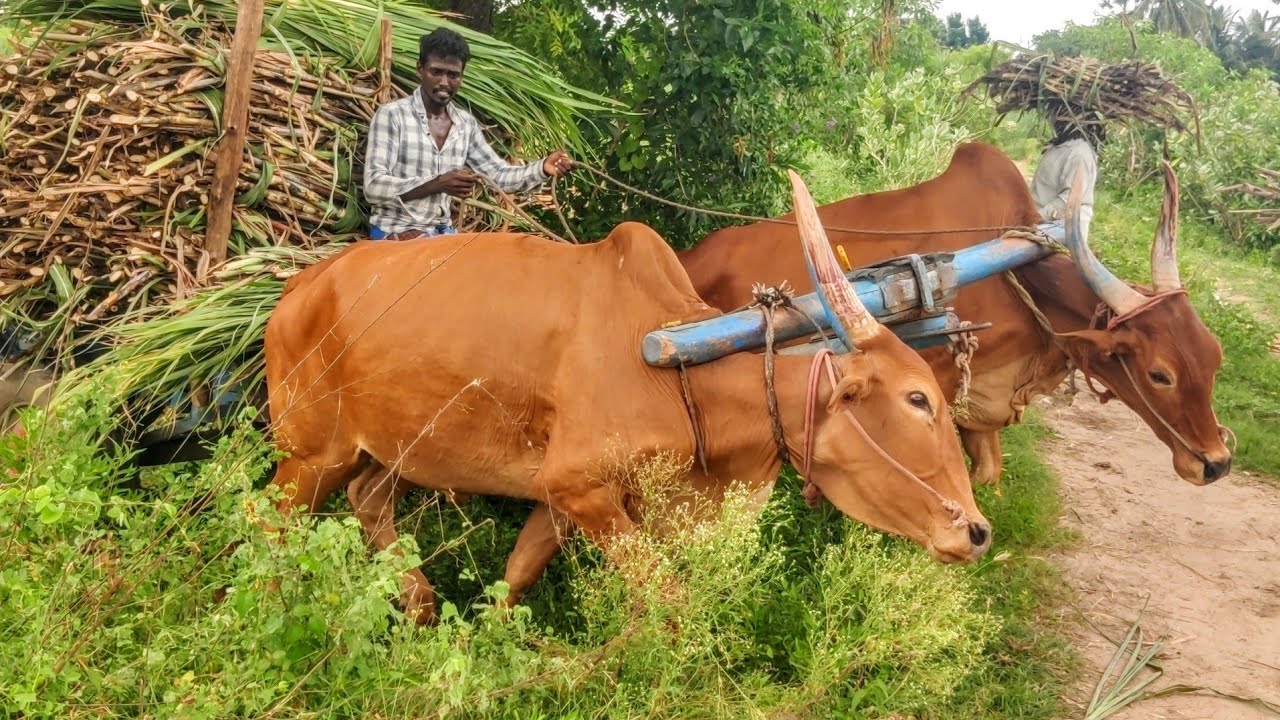 New young Bullock cart mud riding // Bullock cart  sugarcane heavy load pulling // 