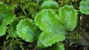 Lucknow University|| B.Sc. Biology(NEP) Sem-2II Botany Practical File II Bryophytes II Part-4