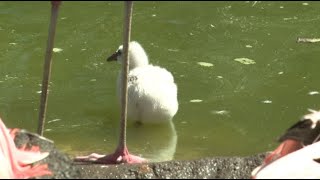 Tracy Aviary Welcomes Two Newborn Flamingo Chicks screenshot 3