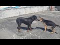 the Rottweiler and the German Shepherd can be best friends. (Mark and Psalm 23)