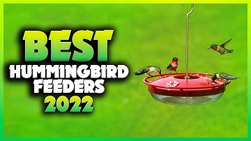 Top 5 Best Hummingbird Feeders You can Buy Right Now [2023]
