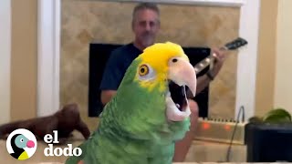 Loro insiste en cantar cada vez que papá toca la guitarra | El Dodo