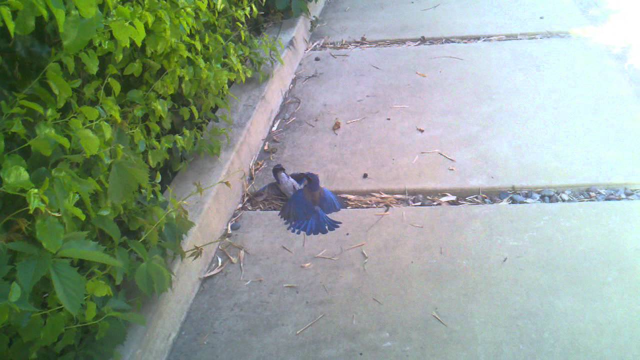 Blue jays fighting! YouTube