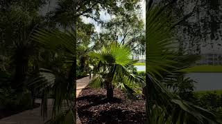 Disney World | Old Key West Resort | May 2026 🌴 #travel #vacation