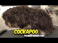 Cockapoo GROOMING Transformation