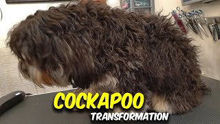 Cockapoo GROOMING Transformation
