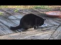 Socks the Feral Cat Feeding on a Special Day