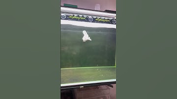 Cá chép phi tần trắng khá sung -Platium butterfly carp #chepphitan #butterflycarp #chepsutu  #koi