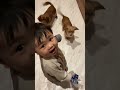 【1歳2ヶ月】犬に大好きなパンを見せびらかしています #Shorts