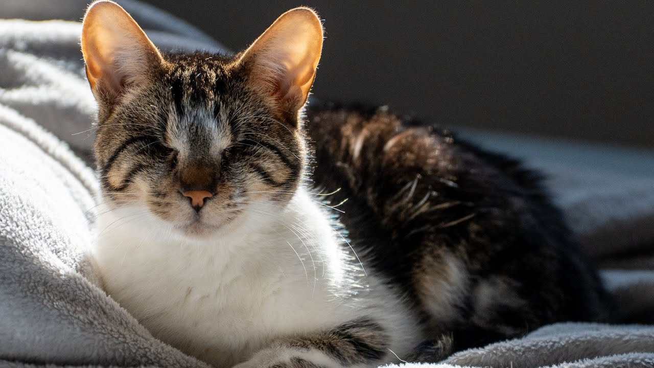 A Girl and Her Blind Cat YouTube