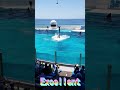 ラビーちゃんのリフトカッコい～🥰 #Shorts #鴨川シーワールド #鴨シー #kamogawaseaworld #killerwhale #orca #シャチ