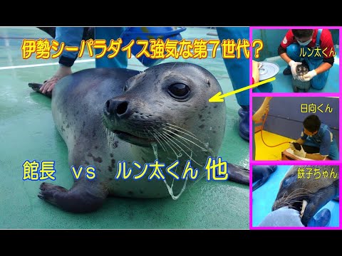 アザラシ】わぁ～！キミもかっ！( ﾟДﾟ)（伊勢シーパラダイス