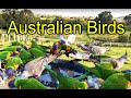 Live bird feeder cam australia wildlife