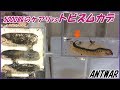 蟻戦争Ⅲ#74 5000匹のケアリvsトビズムカデ~過去最強最悪の宿敵~編~5000 ants vs Big centipede~